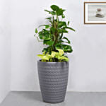 Money Plant Duo in Premium Pot