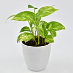 Money Plant in Deisgner Pot