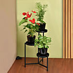 نباتات منزلية - ستاند نبات ثلاثي أسود اللون وأصيص أسود