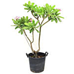 Plumeria Potted Plant