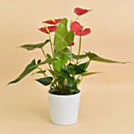 Red Anthurium In Ceramic Pot