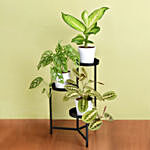 نباتات منزلية - ستاند نبات أسود ثلاثي مع أصيص أبيض
