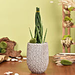 Sansevieria Cylindrica Air Purifying and Low Maintenance Plant