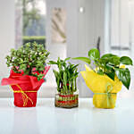 مجموعة من 3 نباتات منزلية للحظ الجيد