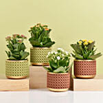 Set of 4 Kalanchoe Plants