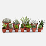 Set Of 12 Lovely Indoor Plants