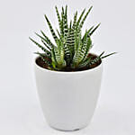 Small Haworthia in White Pot