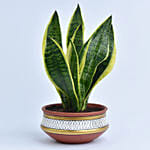 Snake Plant in Teracotta Planter