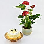 Sugar Free White Forest Cake with Plant