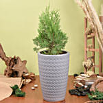 Thuja or White Cedar Plant