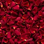 Two Kg Rose Petals