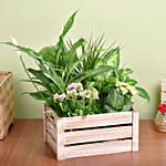 Urban Garden Plant Basket