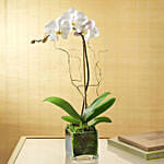 White Orchid Plant In Glass Vase