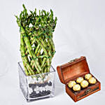 Wishes With Lucky Bamboo and Chocolates