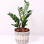 Zamia Plant in a Basket