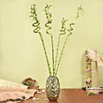 100cm Spiral Lucky Bamboo in Premium Vase