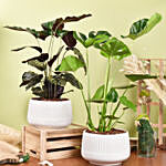 Air Purifying Duo of Calathea and Monstera Plant