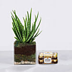 Aloe Vera Plant in Glass with Ferrero Rocher