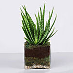 Aloe Vera Plant in Square Glass Vase
