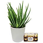 Aloe Vera Plant with Ferrero Rocher
