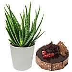 Aloe Vera Plant with Fudge Cake