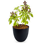 Basil Plant In Beautiful White Designer Pot