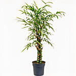 Buddha Bamboo Plant Pot