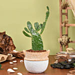 Cactus Gemengd Plant in Beautiful Planter