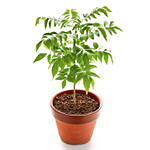 Curry Plant Pot