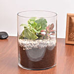 Decorative Mini Plants in Glass Planter