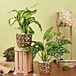 Dieffenbachia and Maria Aglaonema Plant Beauty