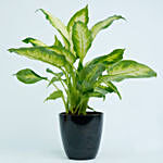 Dieffenbachia Plant For Your Indoors