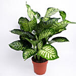 Dieffenbachia Plant In Brown Plastic Pot