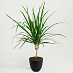 Dracaena Plant In Clear Glass Pot