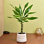 Dracaena Plant Small