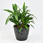Dracaena Song of Jamaica with Pot