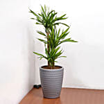 Dracaena White Stripe Plant in Premium Pot