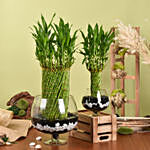 Duo of Lucky Bamboo Wheel Plant
