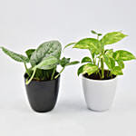 Duo of Money Plants