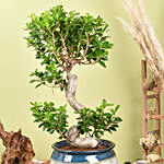 S Shape Ficus Bonsai in Premium Planter