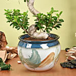 S Shape Ficus Bonsai in Premium Planter