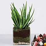 Aloe Vera Plant in Glass Vase with Fudge Cake