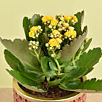 Yellow Kalanchoe In Ceramic Pot