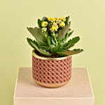 Yellow Kalanchoe In Ceramic Pot