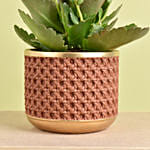 Yellow Kalanchoe In Ceramic Pot