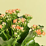 Orange Kalanchoe in Small Planter