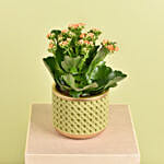 Orange Kalanchoe in Small Planter