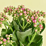 Pink Kalanchoe In Ceramic Pot