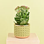 Pink Kalanchoe In Ceramic Pot