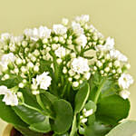 White Kalanchoe In Ceramic Pot